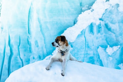 中短毛棕色和棕褐色雪地犬